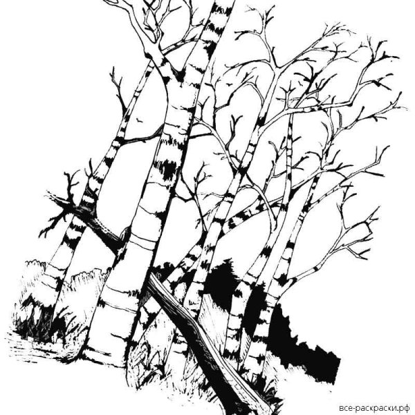 Раскраска березы в лесу