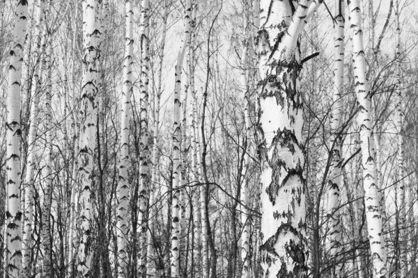 Берёза чёрно белая