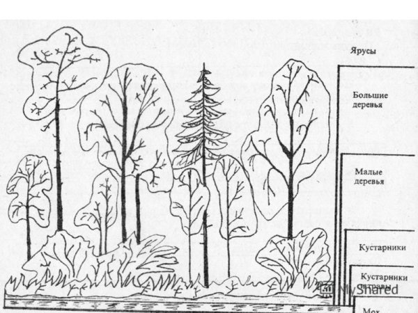 Ярусы леса задания для дошкольников