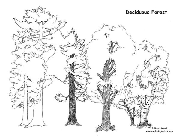 Схематичный рисунок леса