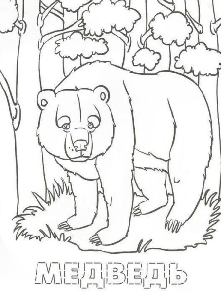 Лесные жители раскраска для детей