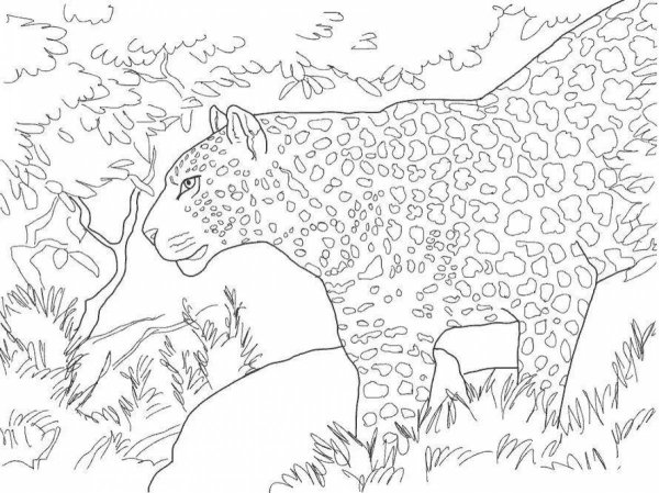 Звери на природе раскраска