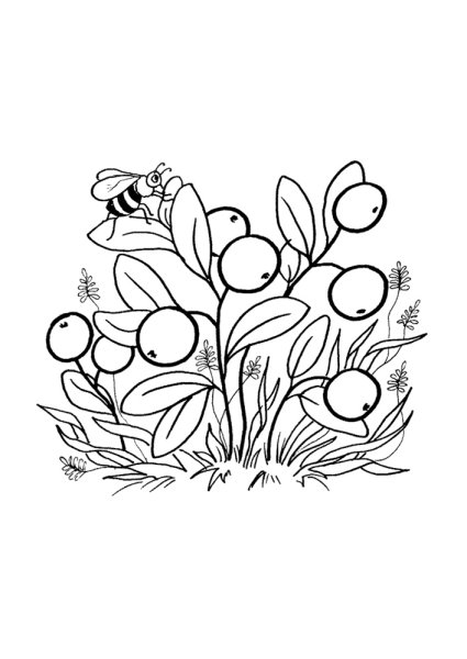 Раскраска брусника Лесные ягоды