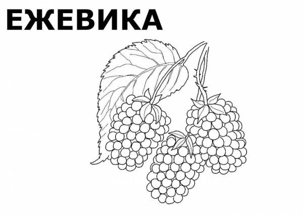 Раскраска "ягоды"