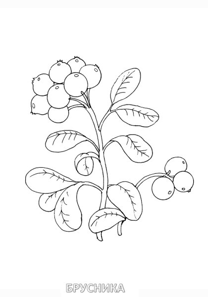 Лесные ягоды раскраска для детей
