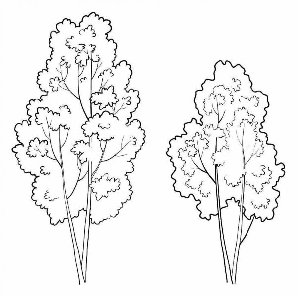 Куст контур