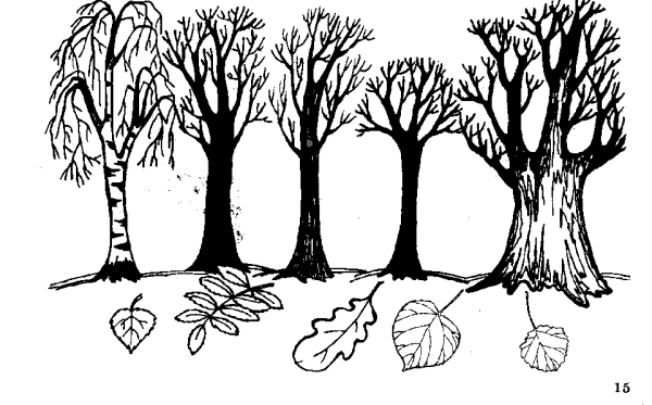 Деревья и кусты раскраска