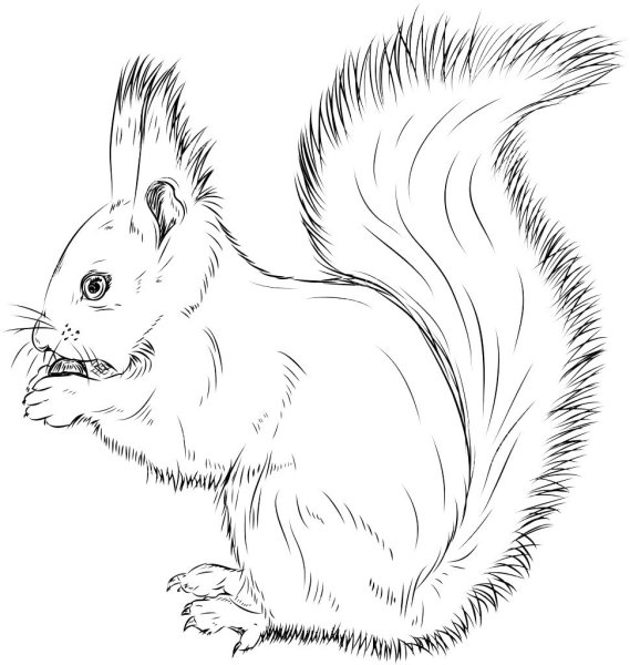 Белка для детей черно белая