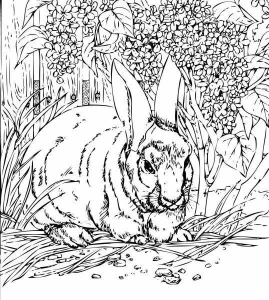 Раскраски природа и животные сложные