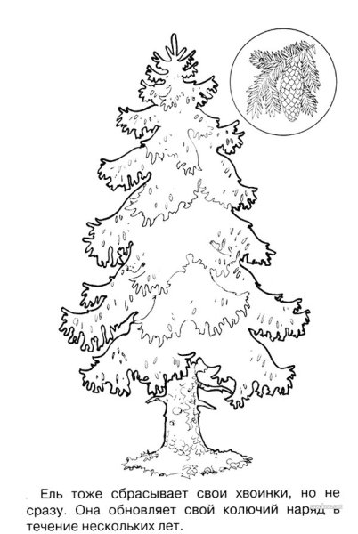 Хвойные деревья ель сосна раскраска