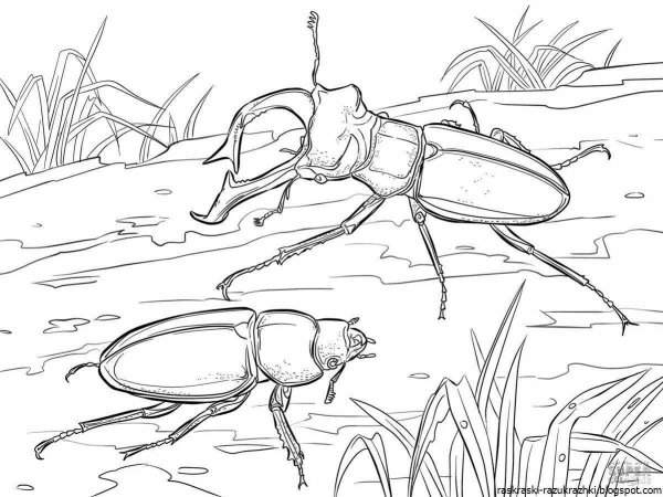 Жук олень разукрашка