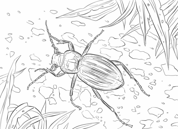 Крымская жужелица раскраска