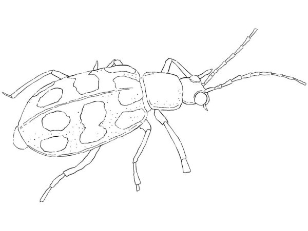 Жук скарабей раскраска