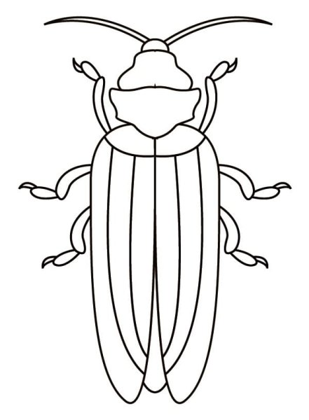 Жук раскраска