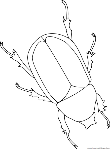 Жук бронзовка раскраска