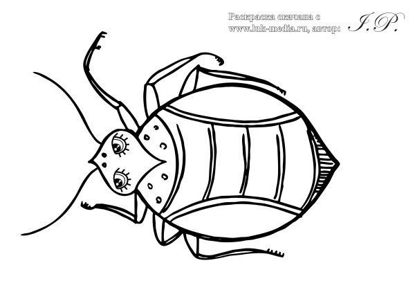 Жук плавунец раскраска