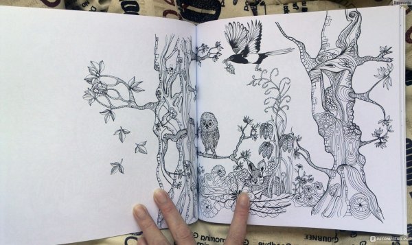 Тайна заколдованного леса