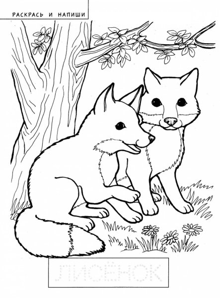 Лиса с лисятами раскраска для детей