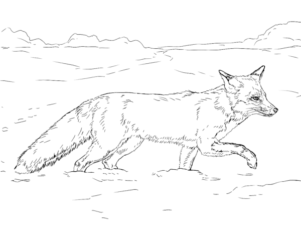 Раскраска лисы