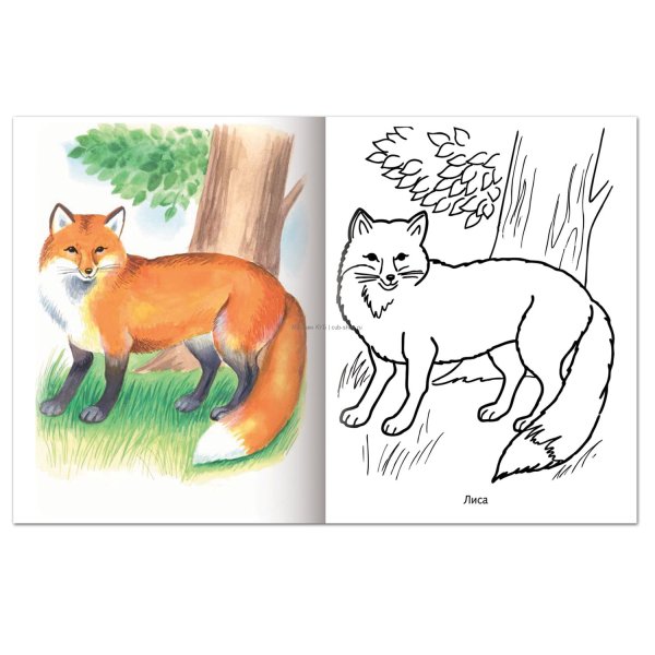 Рисунки диких животных для детей