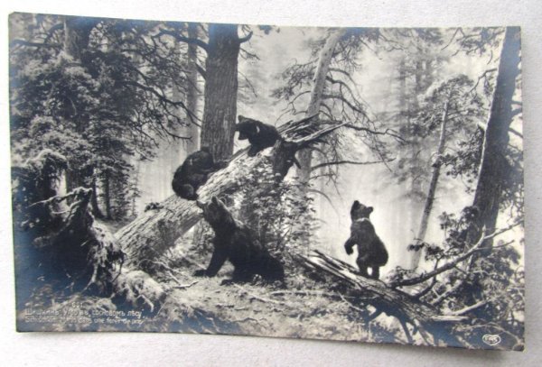 Утро в Сосновом лесу Наброски Шишкина