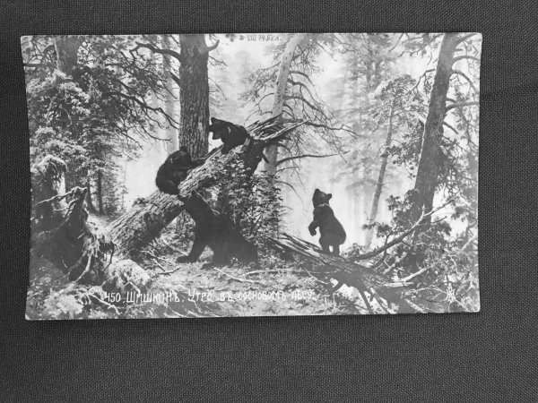 Открытки почтовые утро в Сосновом лесу