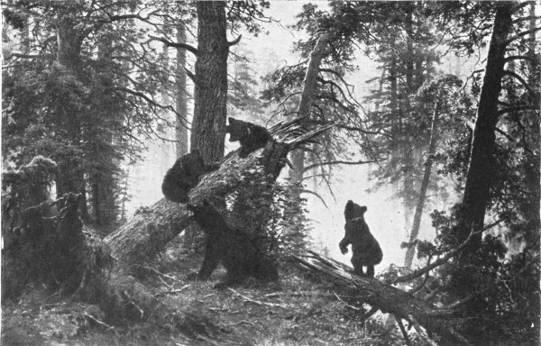 Шишкин Иван Иванович утро в Сосновом лесу чб