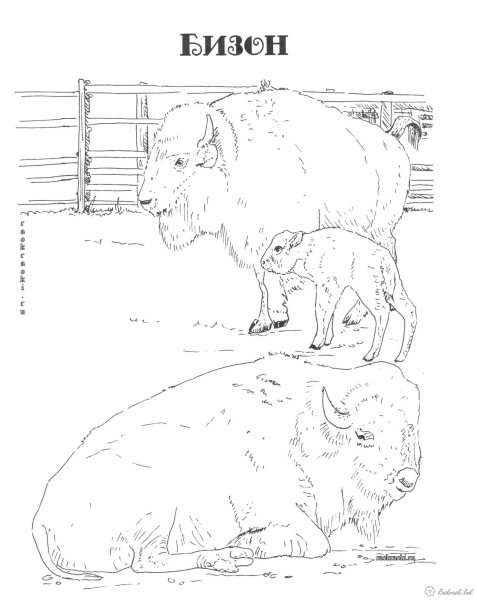 Животные красной книги раскраска