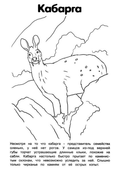 Красная книга раскраска