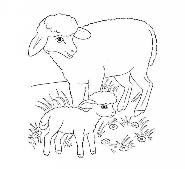 Ягненок раскраска для детей