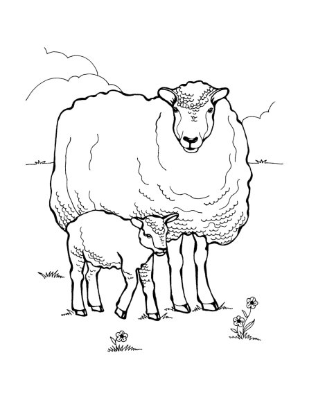 Раскраска овца и ягненок