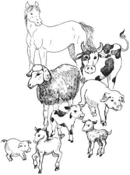 Раскраски домашние животные с детенышами