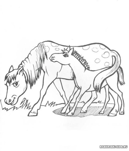 Раскраска лошадь с жеребенком