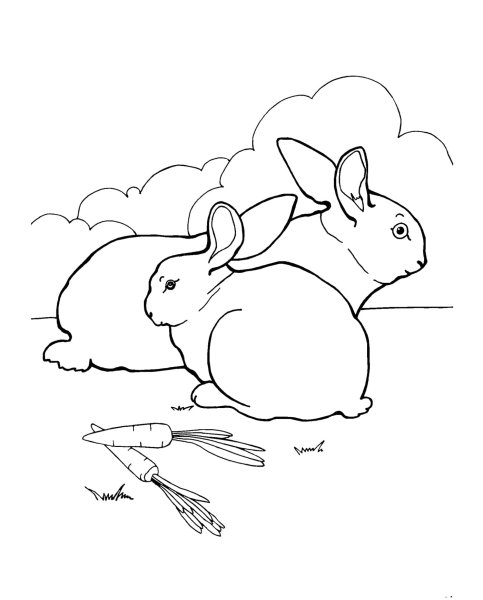 Кролики домашние раскраска