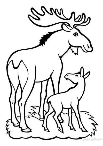 Лось раскраска