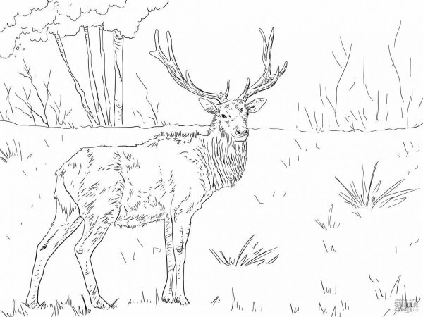 Раскраска олень в лесу