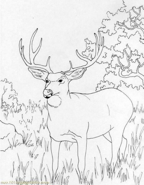 Благородный олень раскраска