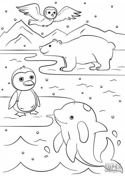 Животные севера раскраска для детей