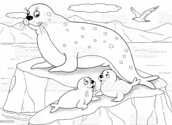 Раскраски животных Арктики и Антарктиды