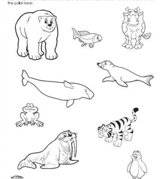 Животные севера задания для дошкольников