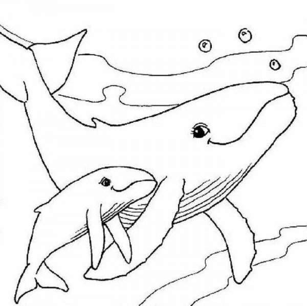 Раскраска морские обитатели кит