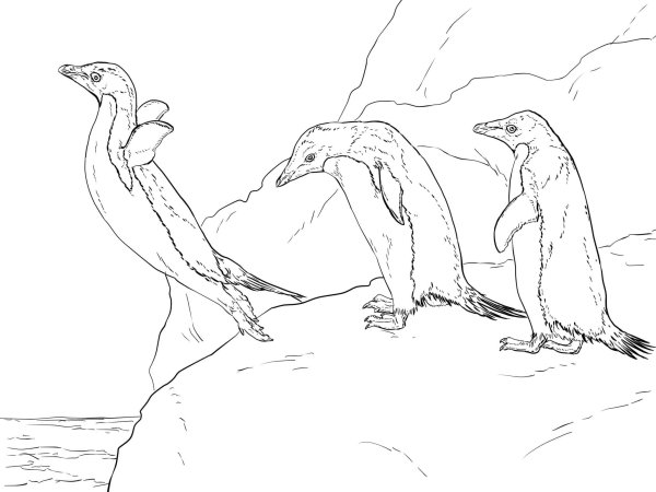 Антарктида раскраска