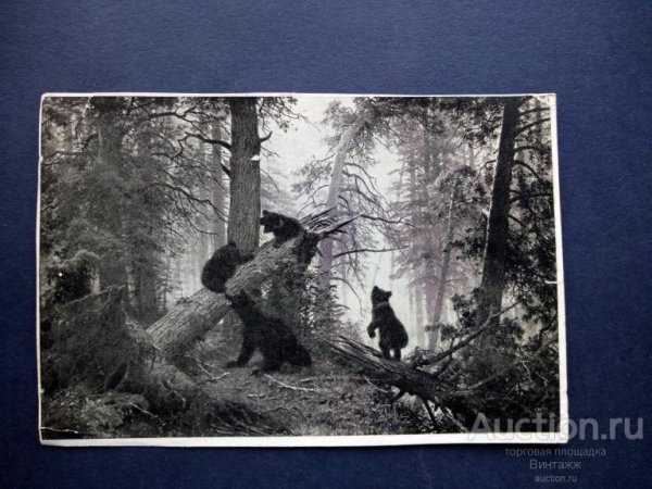 Картина Шишкина утро в Сосновом Бору