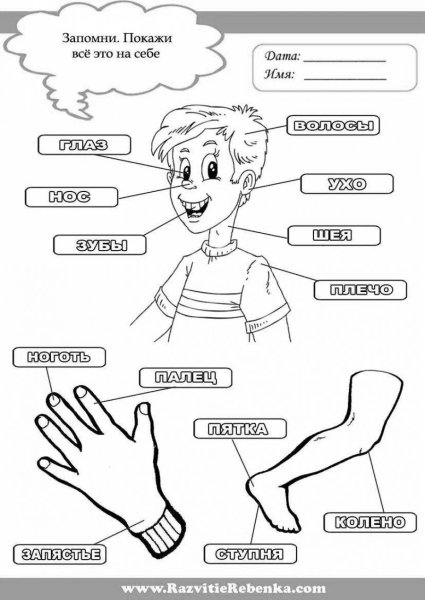 Части тела для детей