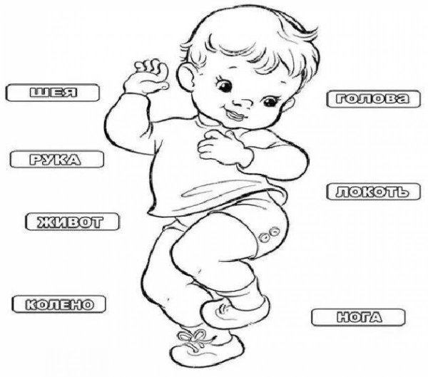 Части тела задания для дошкольников