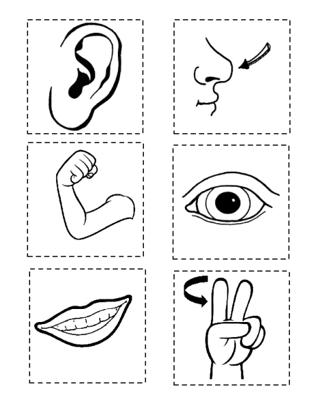 Раскраска части тела человека для детей