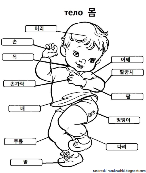 Части тела человека раскраска