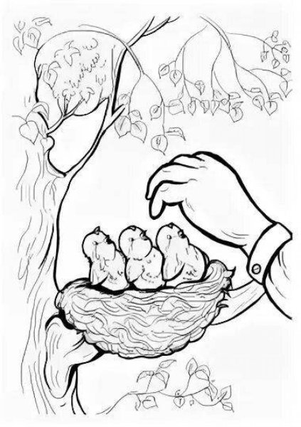 Раскраска для детей не разоряй птичьи гнезда