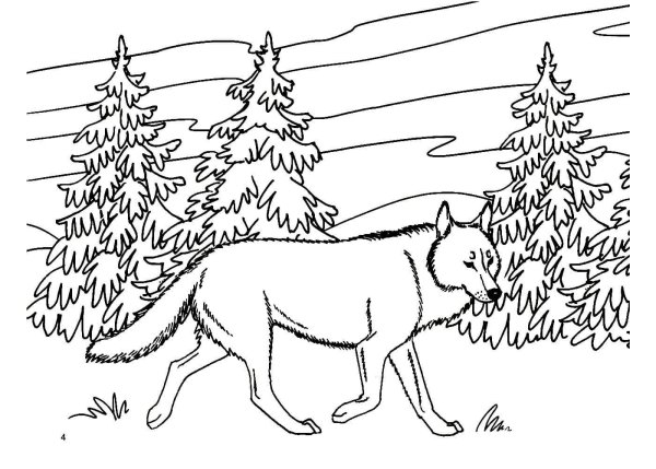 Дикие звери раскраска