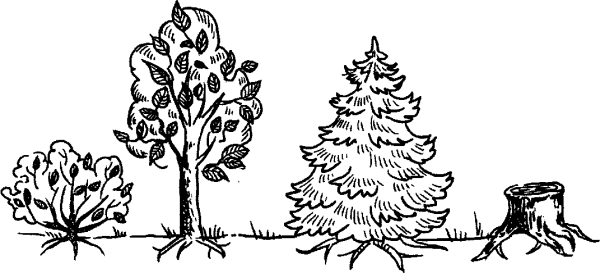 Раскраска деревья и кустарники